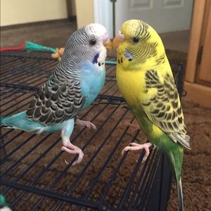 Meet your Posher, Fabiola